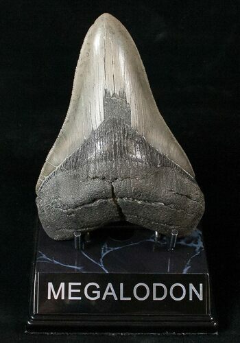 Serrated Lower Megalodon Tooth #15988
